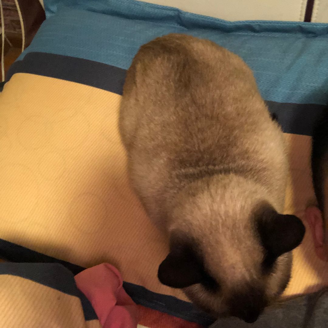 叶海波的头像-美金梦