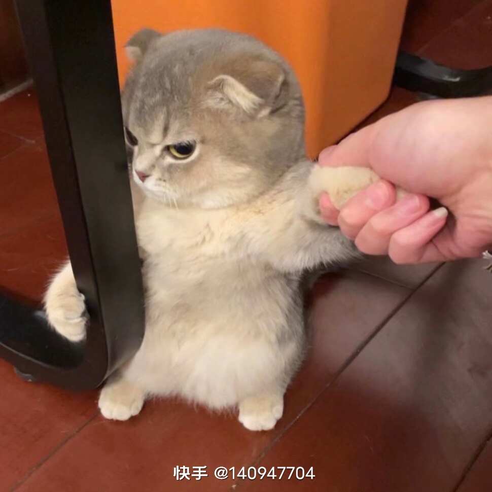 鹅的头像
