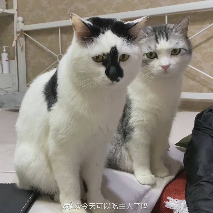 大大怪的头像
