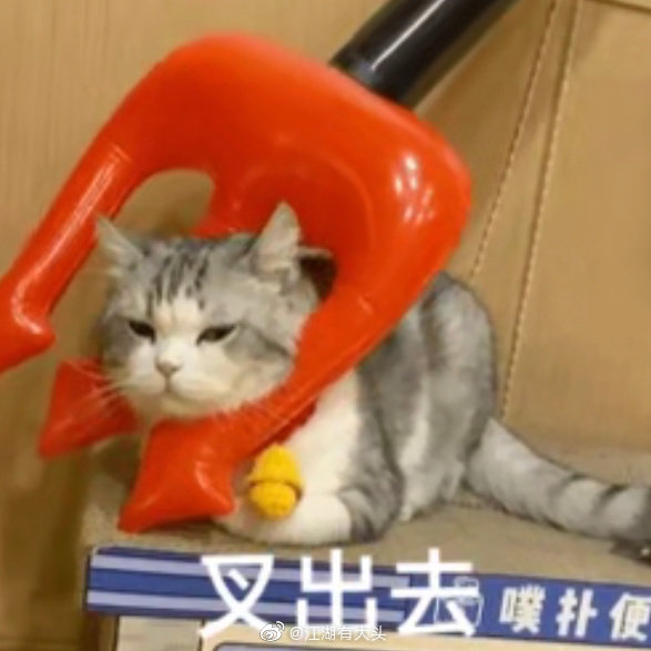 吃桃子的鱼的头像