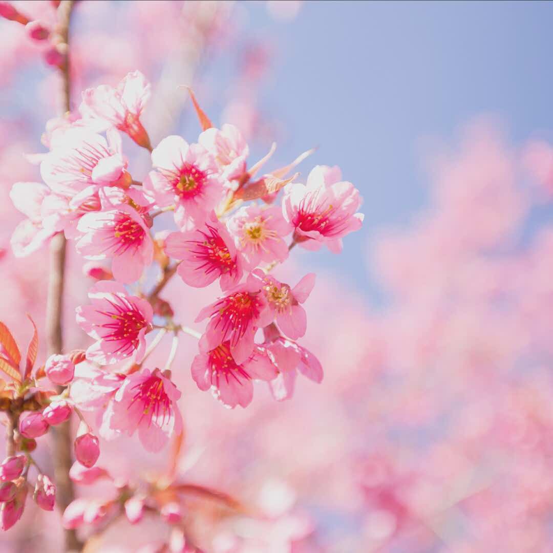 云南方言网的自频道