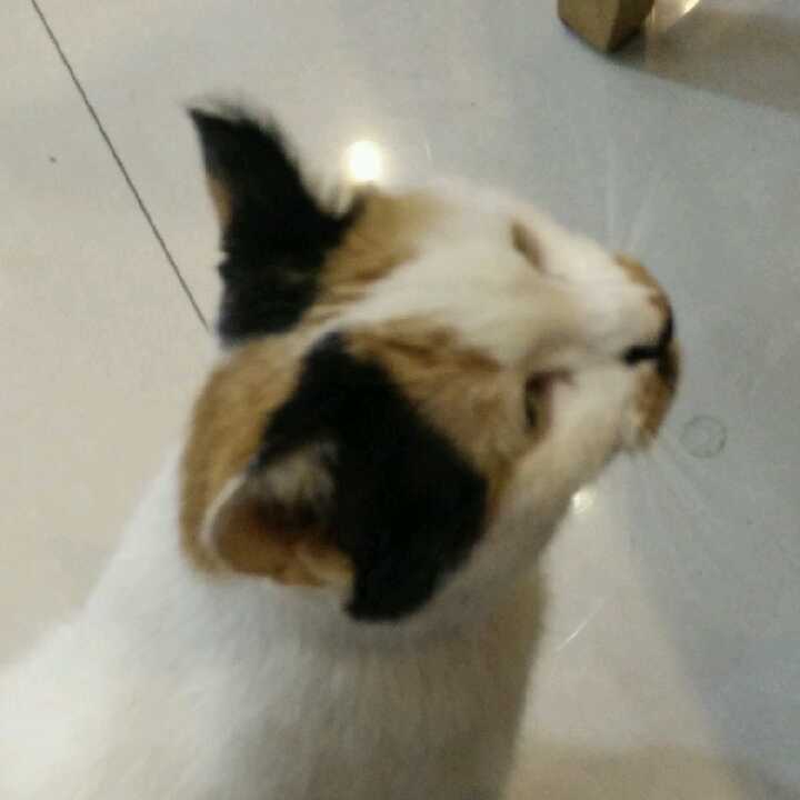 王者的气息的头像