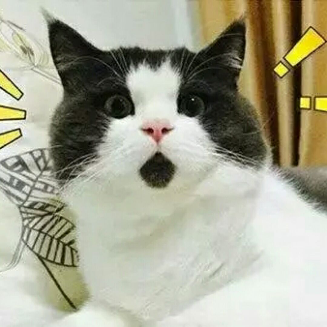 猪先见震的头像