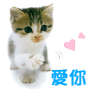 mao的头像