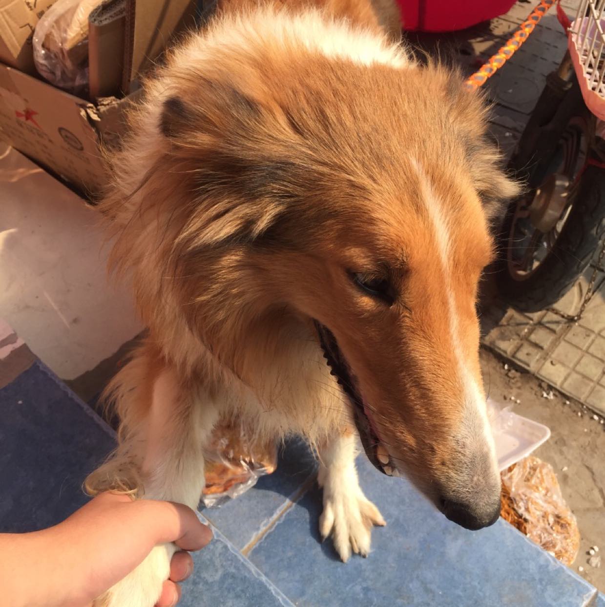 7万关注日食记粉丝:101.6万关注花花与三猫catlive粉丝:27.