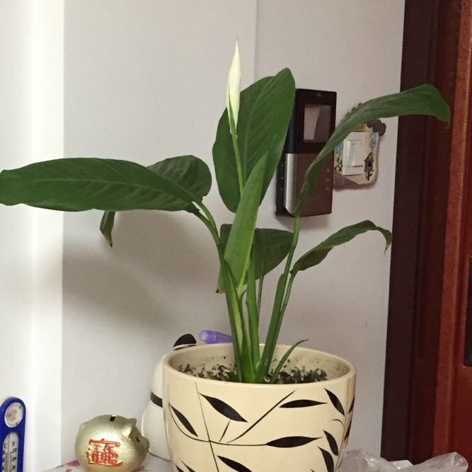 朱长宝-CmdEye技术交流博客