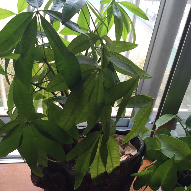 丿逍遥小枫的自频道