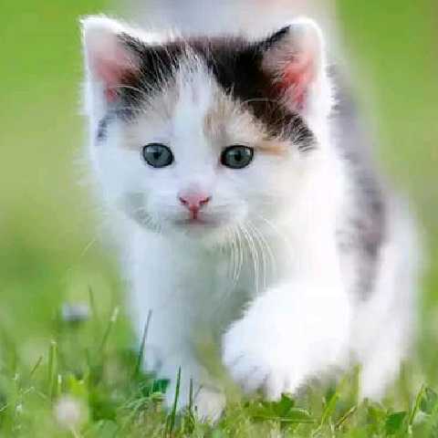 amy猫猫的头像