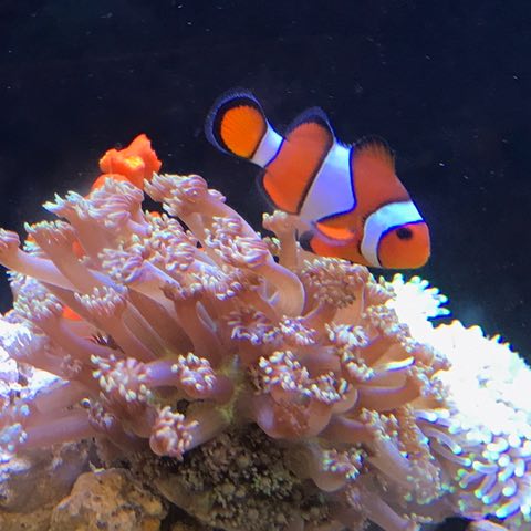 张鹏的头像