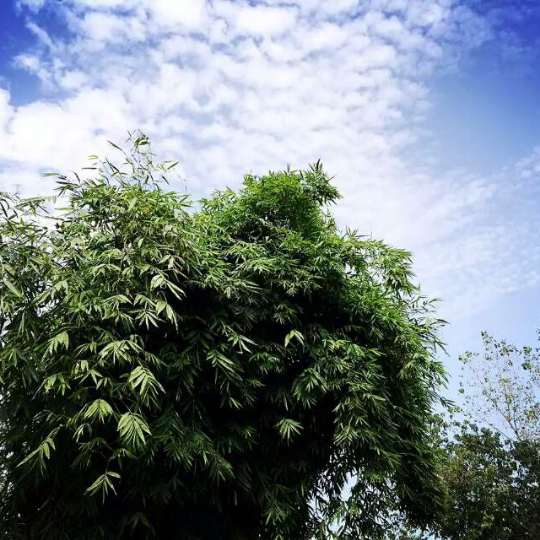 豌豆秧的头像