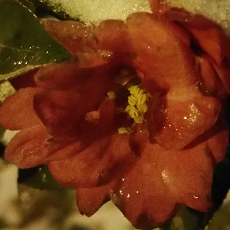 兰草的头像