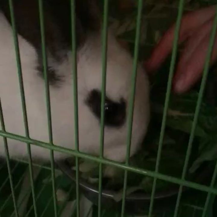 聪的头像