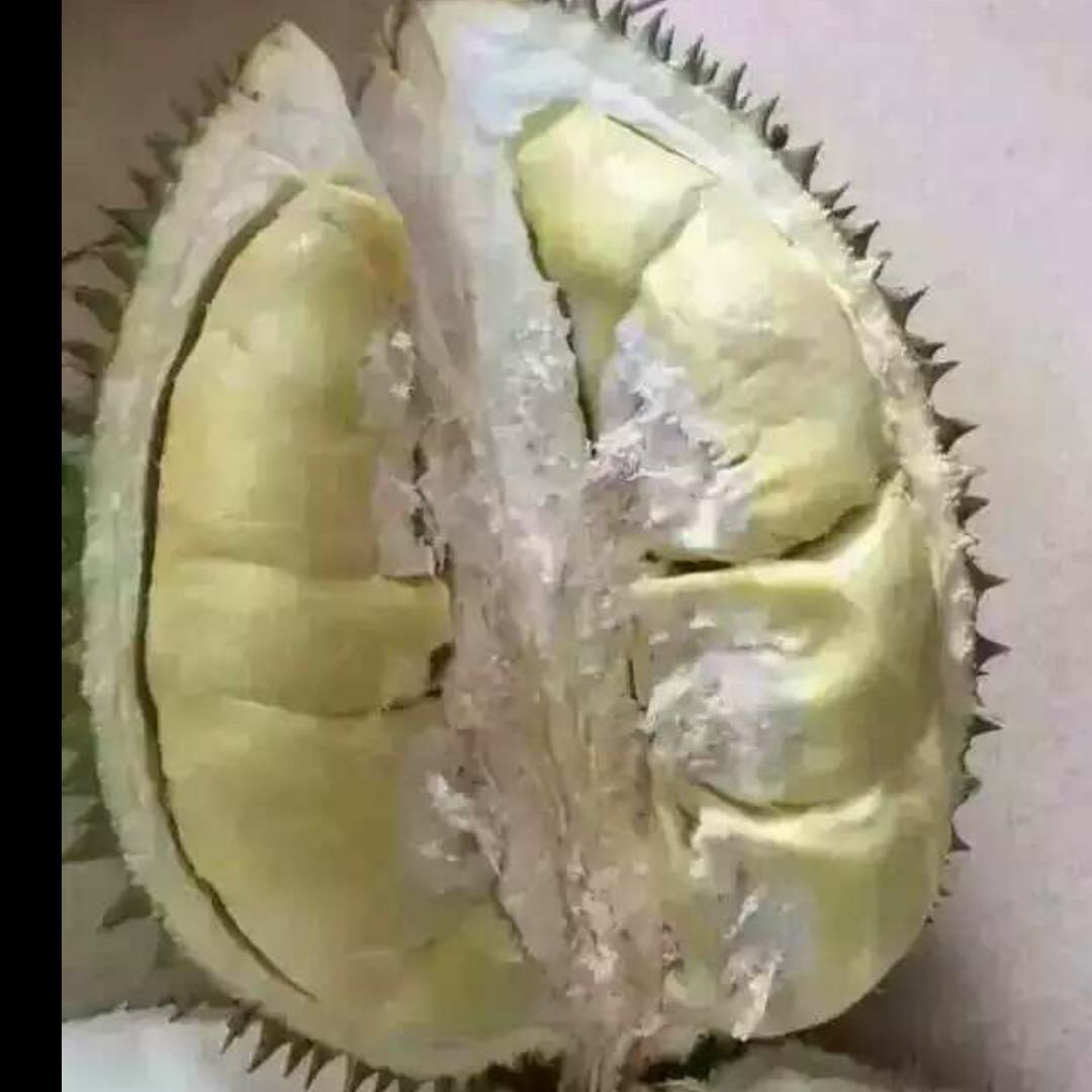 youyou的头像