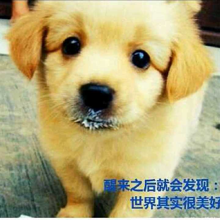 MPV的头像