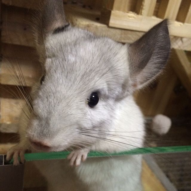 陆雅珺的头像