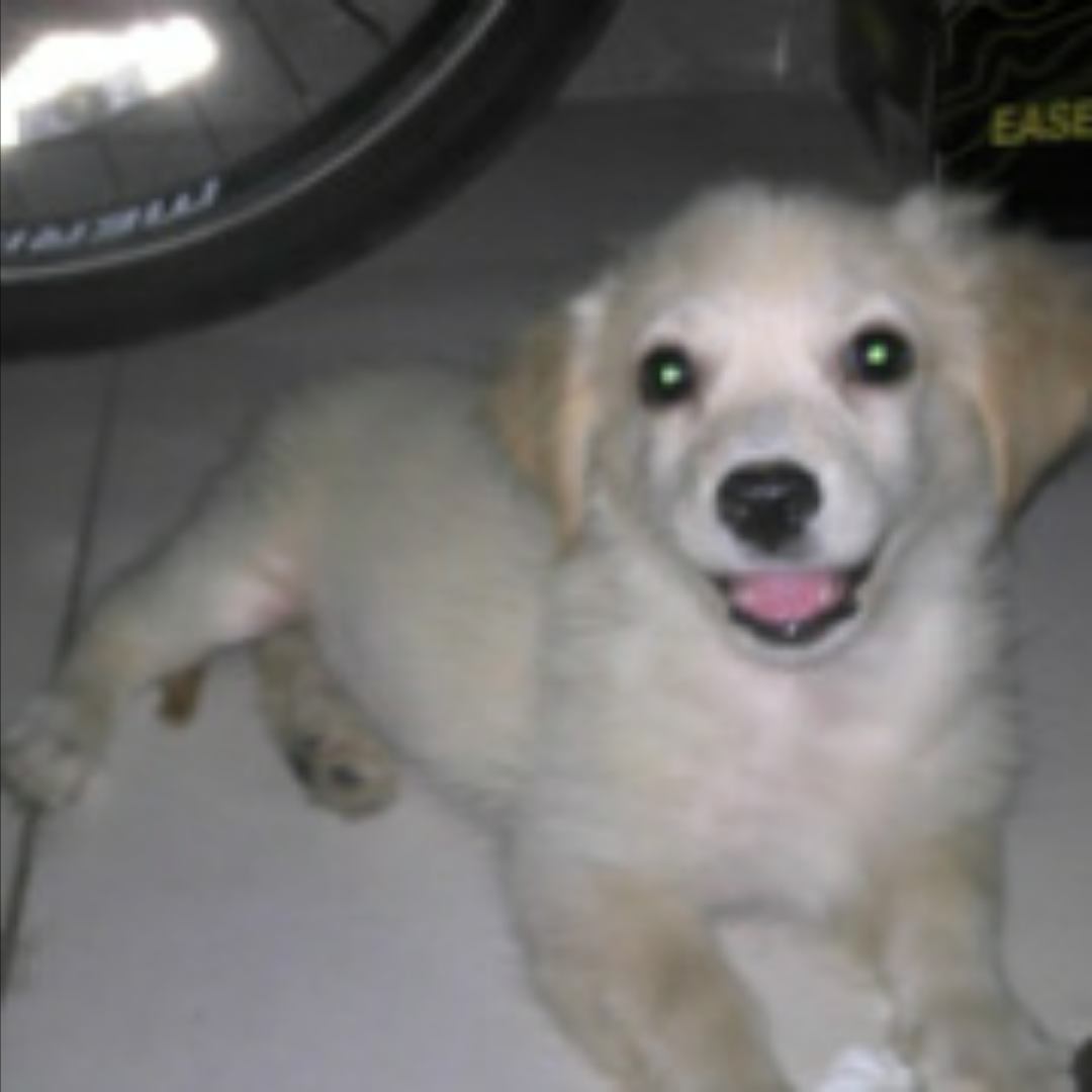 zmy3266的头像-洛雪音乐助手-软件分享