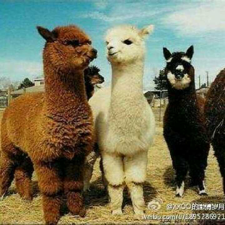 晓云的头像