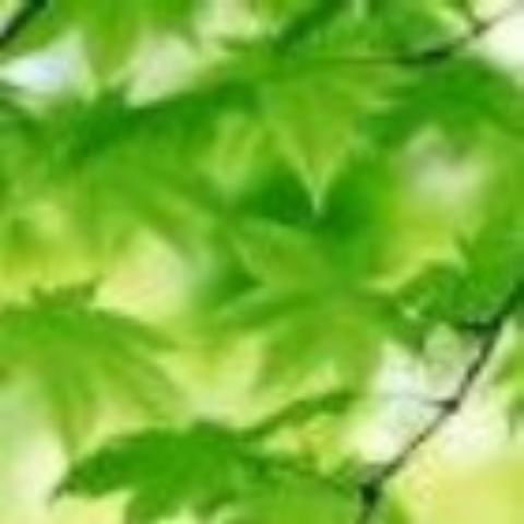无言独上酒楼的头像