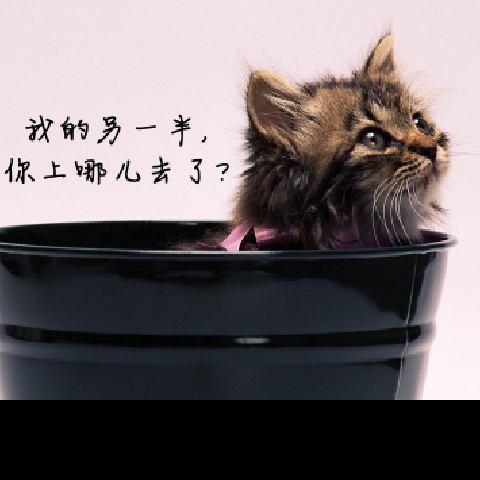 倔强的头像