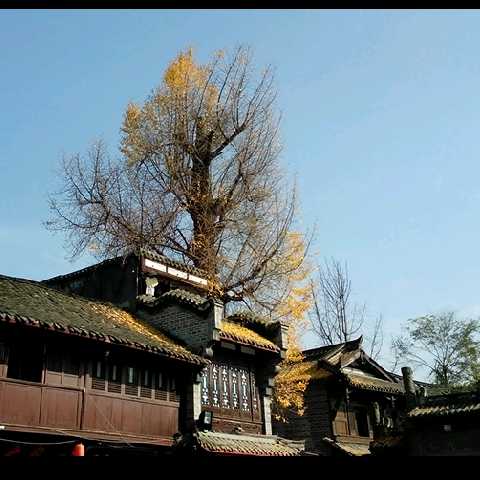 花开花落9106