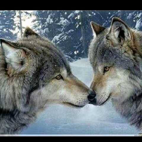 cpu999苹果手机维修视频教程的自频道