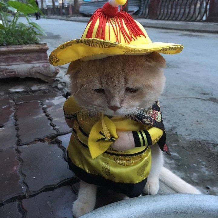 夜太美的头像