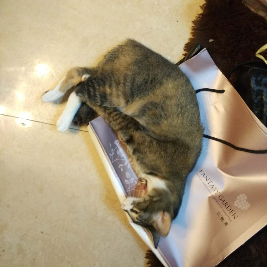 蘧然的头像