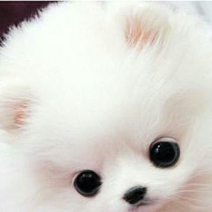 颜猫阁♡的头像