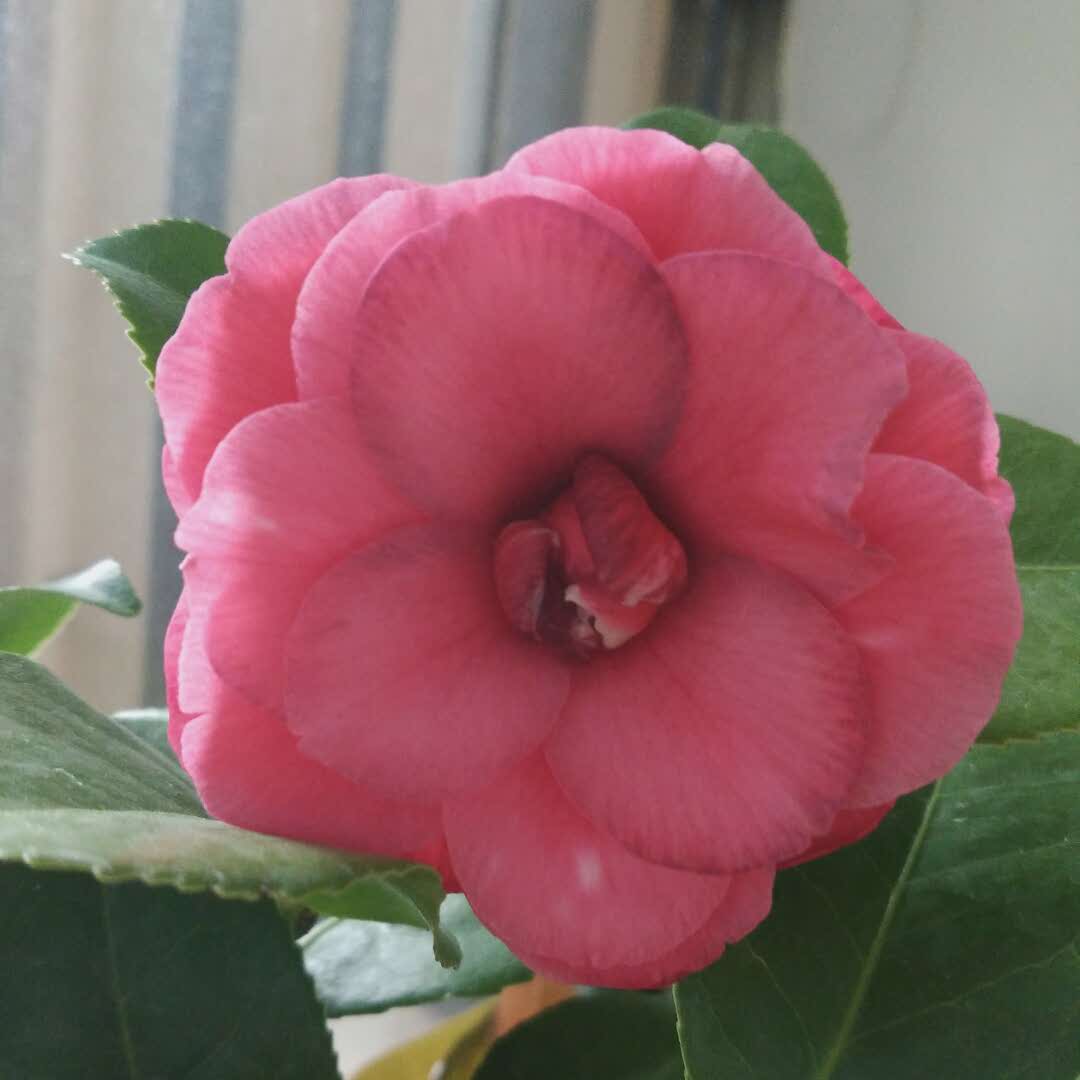木石芳华-茜茜的头像