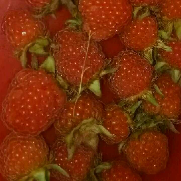 莲的头像