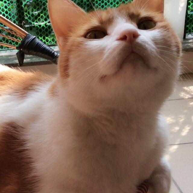 吉尼兒的头像