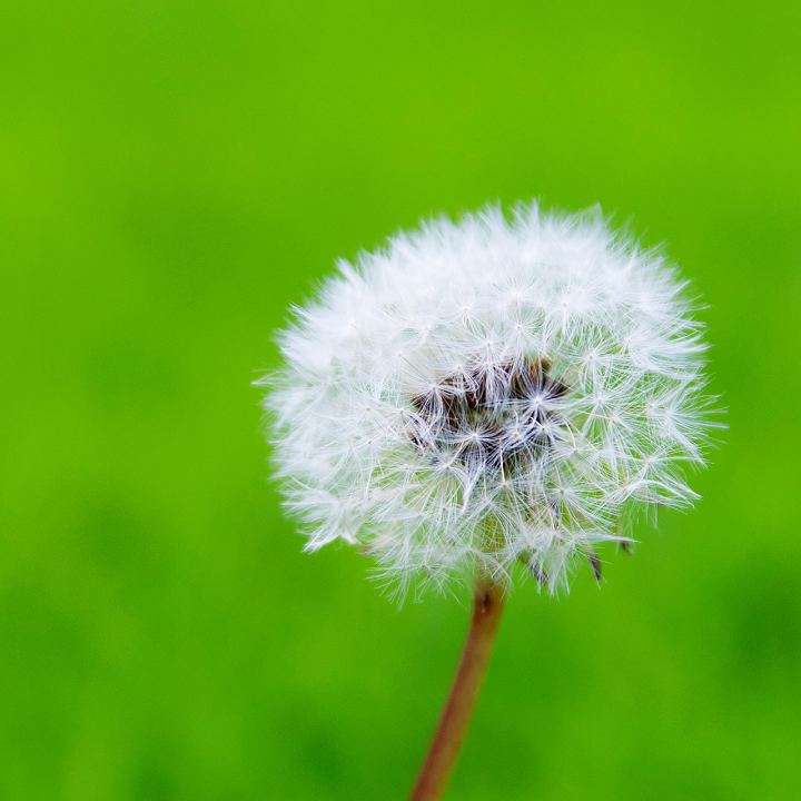 白玲的头像