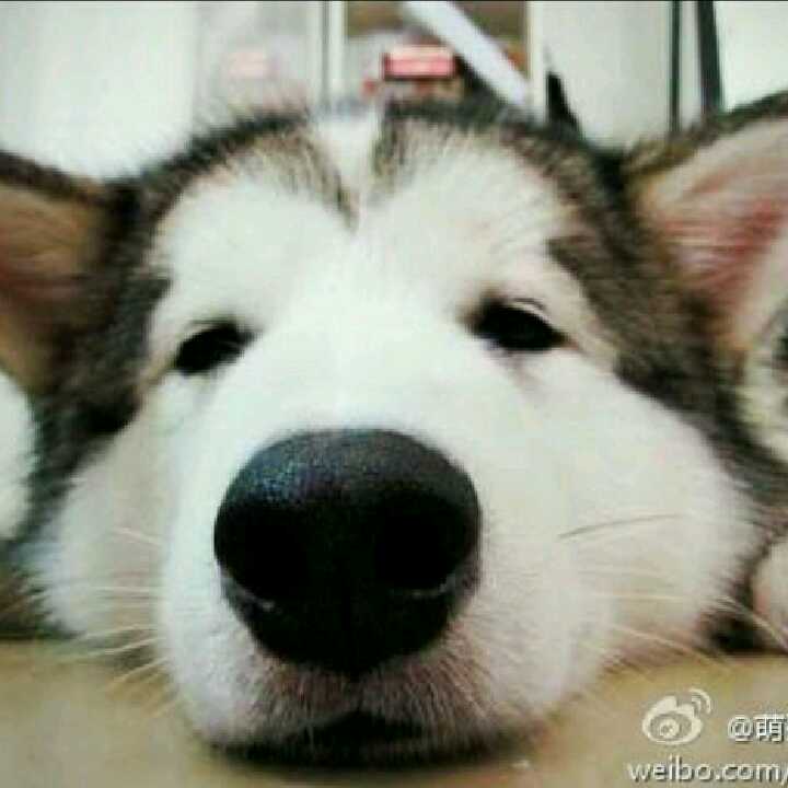 狂奔的哈士奇