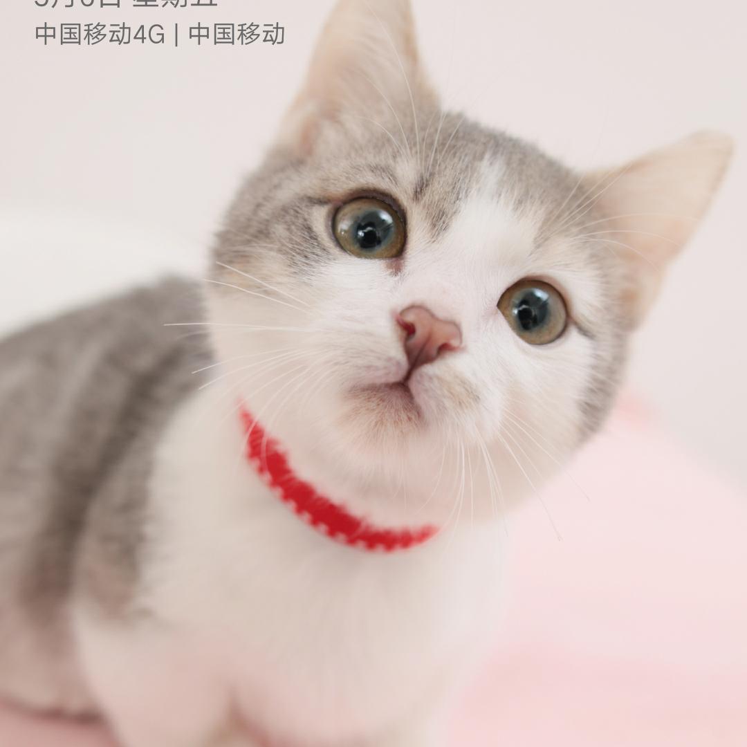 欧芭的头像