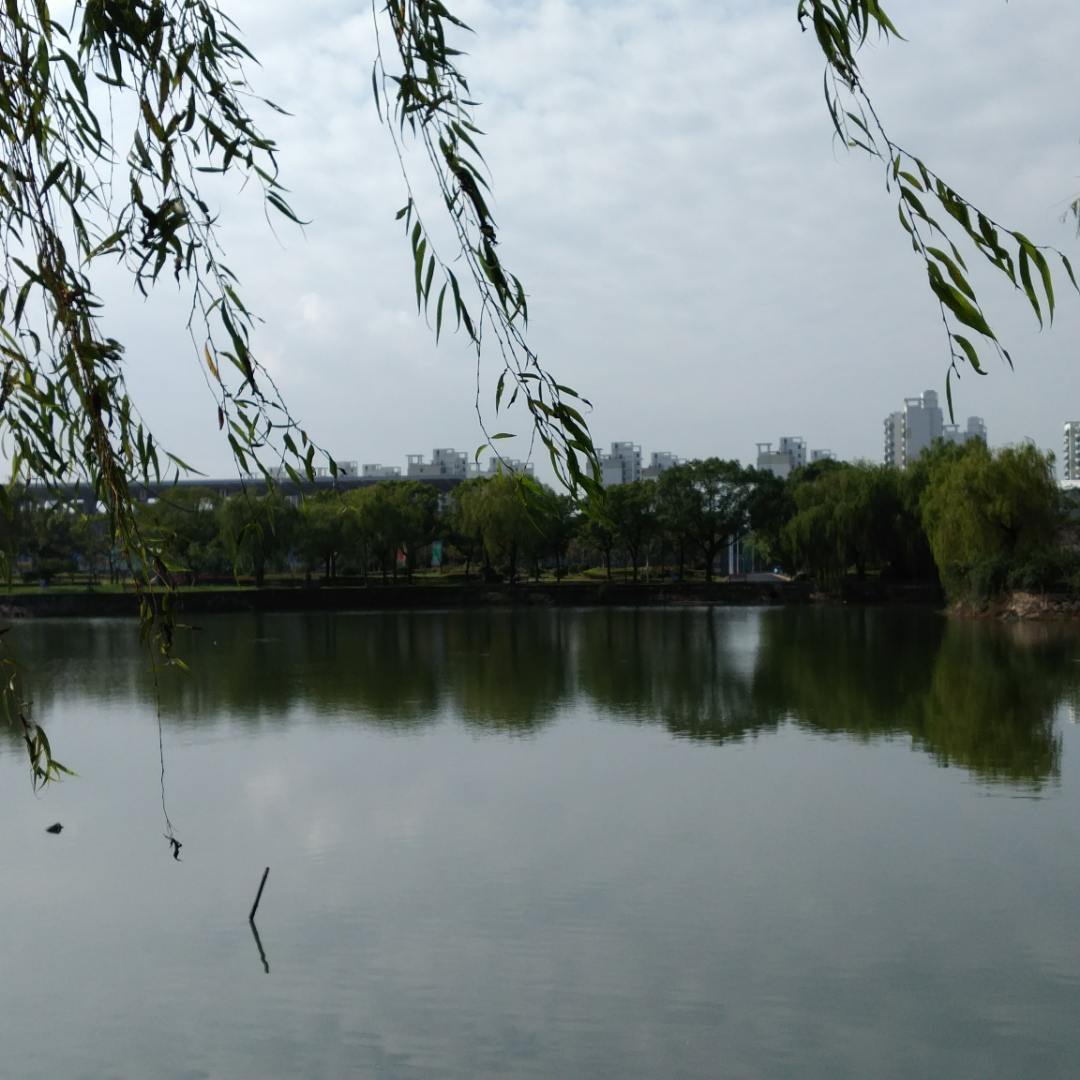 优雅的兔子的头像