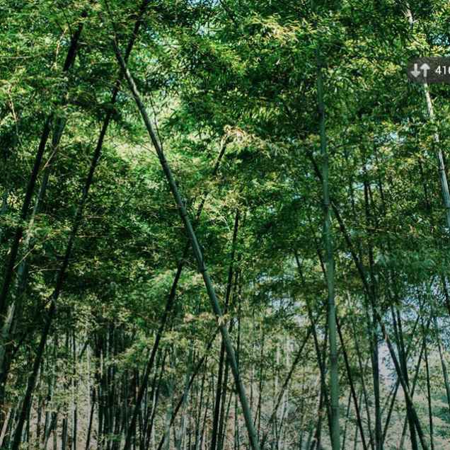 血色誓言的头像
