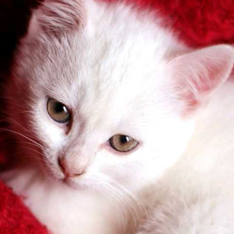 小猫的头像