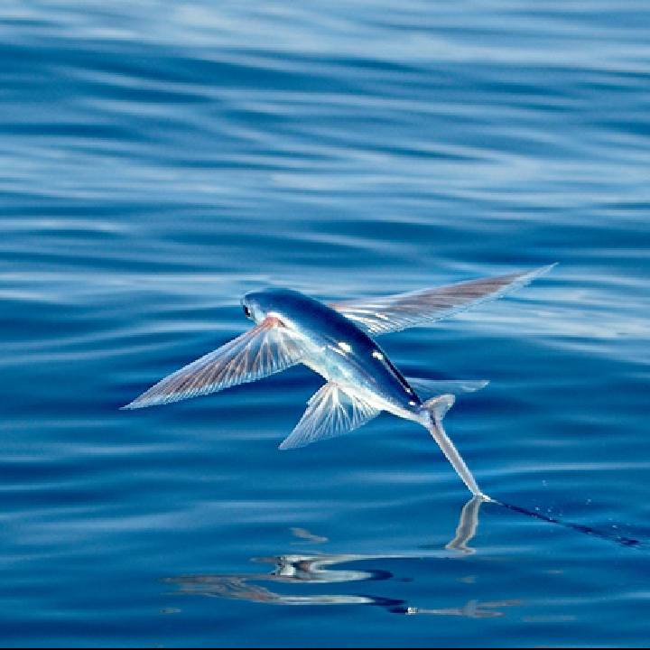 c蓝色飞鱼c的自频道-优酷视频