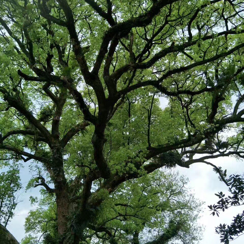 王凤莹的头像
