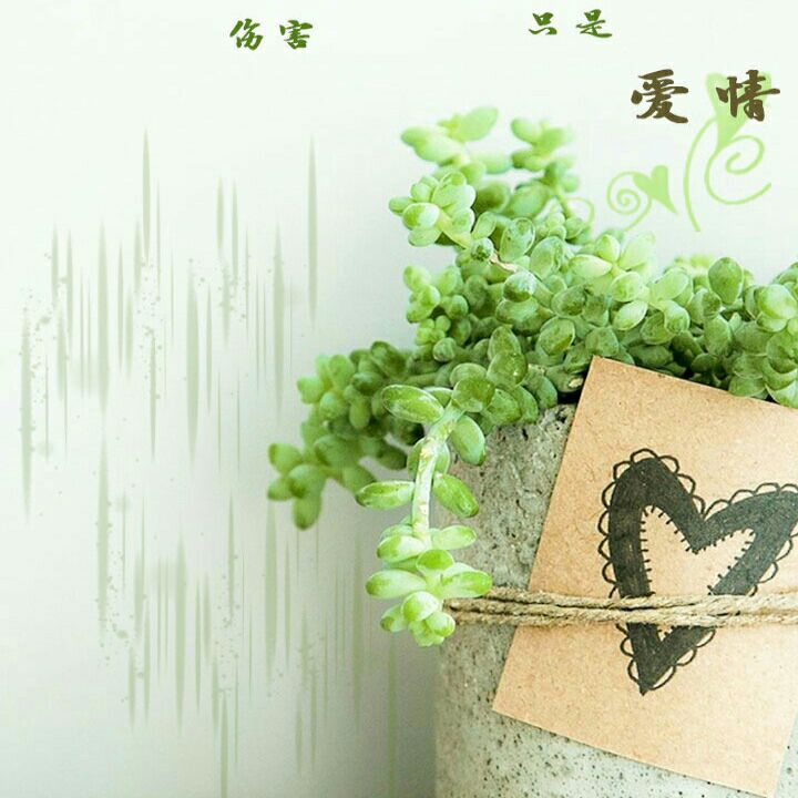 珍的头像