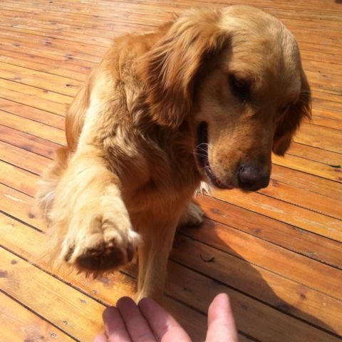 哲哲鞋评的自频道