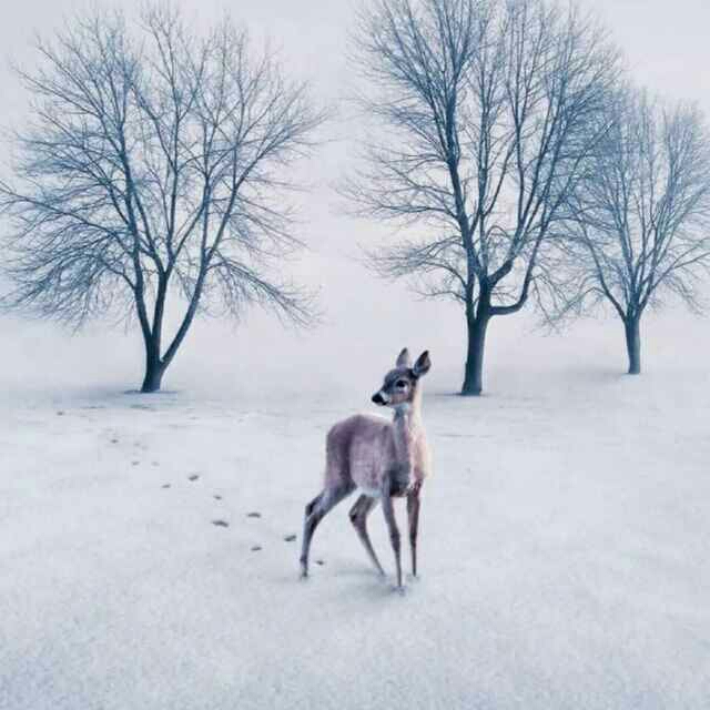 千千晚星灼灼月的头像