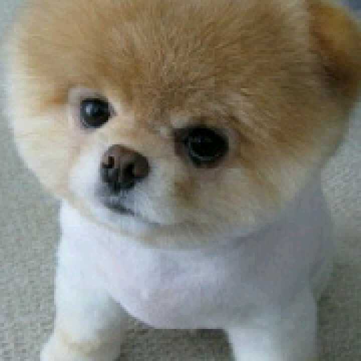 小狗狗的头像