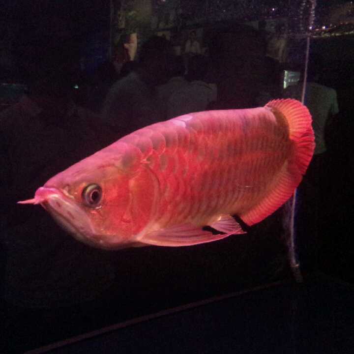 鱼儿水中游的头像