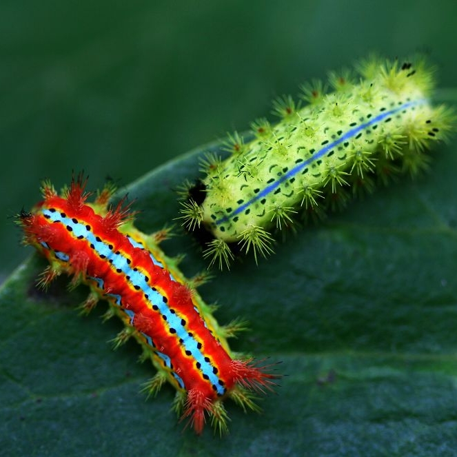 爱哭的毛毛虫46909的自频道-优酷视频