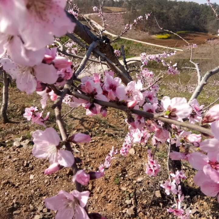 后师傅