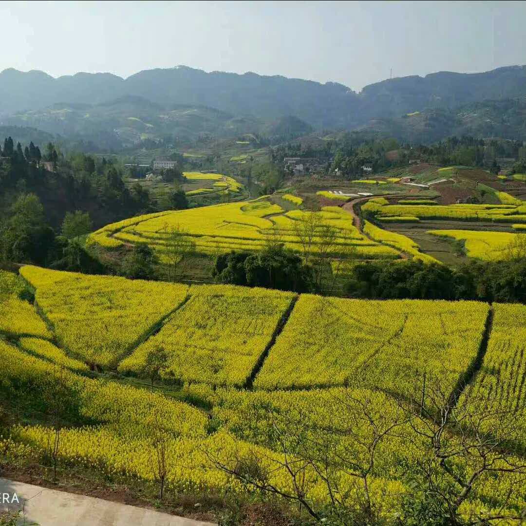 又又聆风的头像