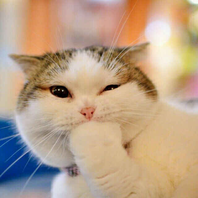 Cat的头像