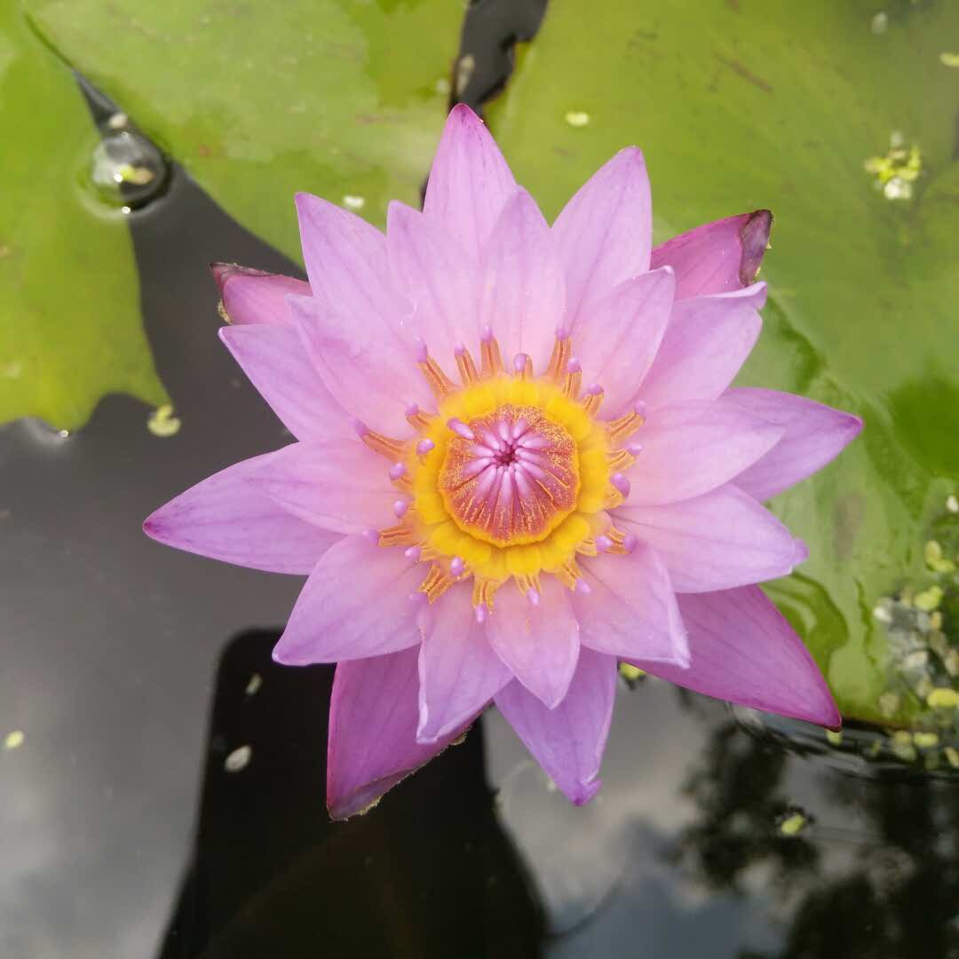 无语的头像