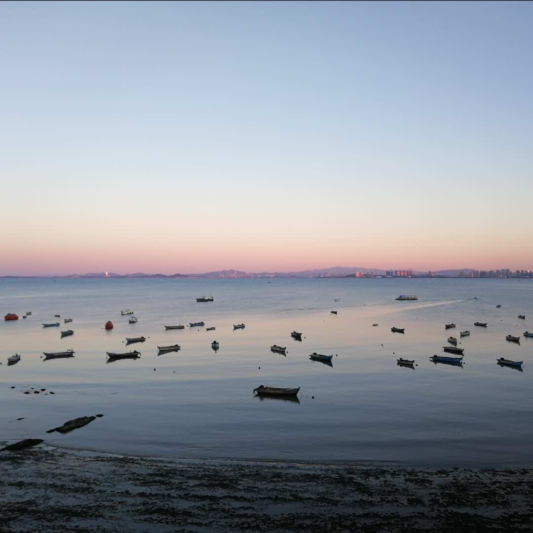小金菊